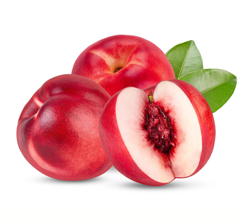 نهال شلیل کیوتو